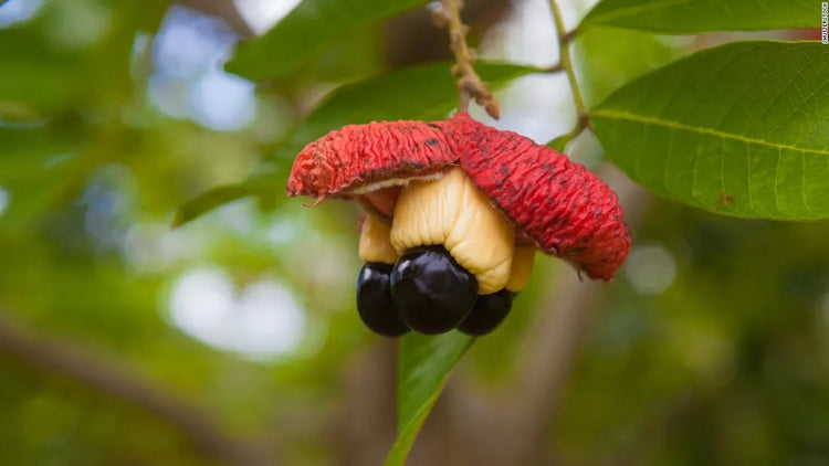 10 Harmless Looking Fruits That Are Poisonous