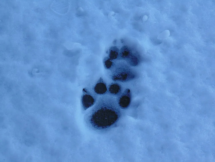 How to Identify Cougar, Lynx & Bobcat Tracks
