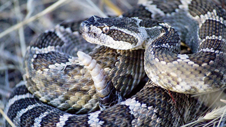 Survival Skill - How to Identify Common Poisonous Snakes