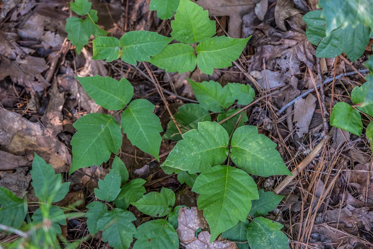 How To Identify Poison Ivy and Other Poisonous Plants – Camping Is Easy